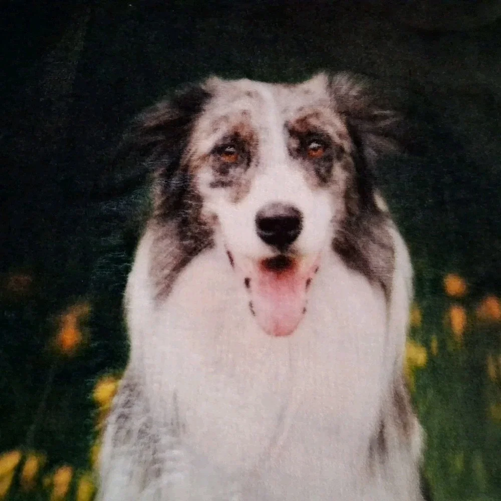 Summer Throw Blanket w/Picture Portrait of 5 Family Dogs Pets in Meadow 60